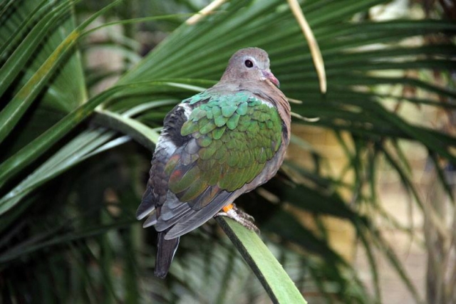  Aves 